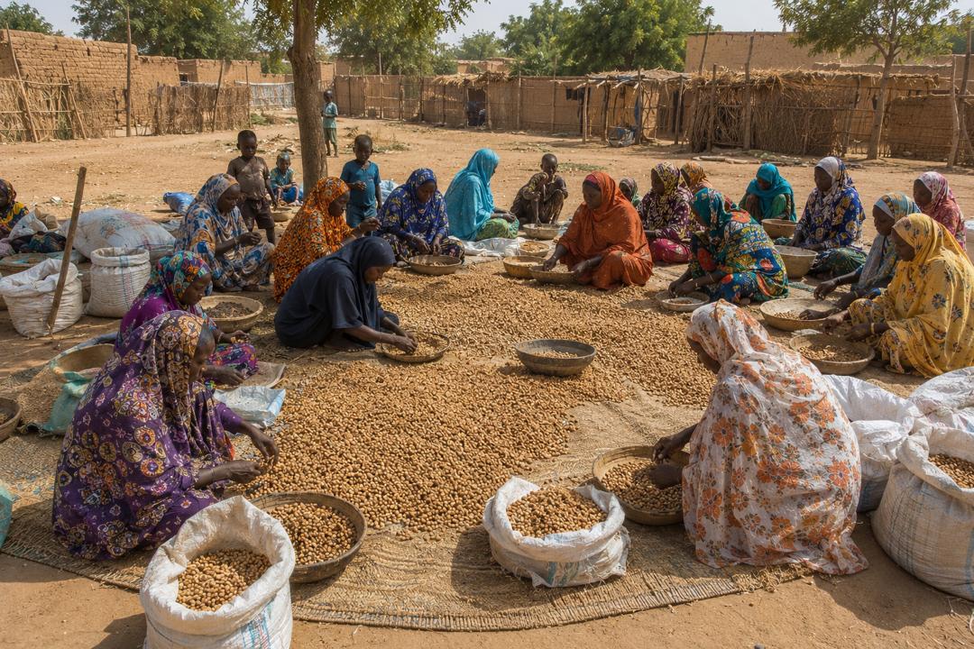 Souchet du Niger - image 2